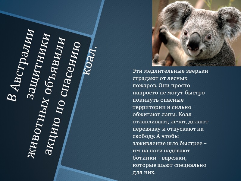 В Австралии защитники животных объявили акцию по спасению коал. Эти медлительные зверьки страдают от