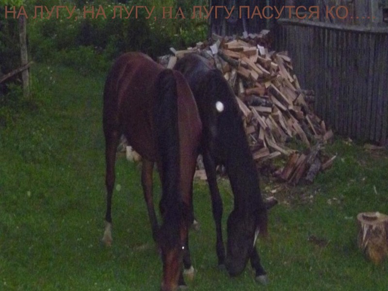 На лугу пасется отара овец.