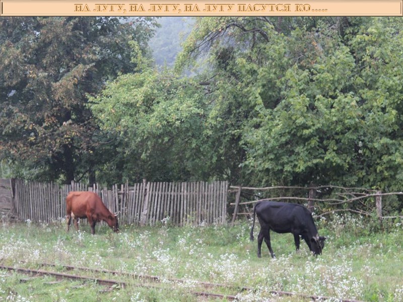 На лугу любят  пастись и  гуси На лугу пасутся гуси