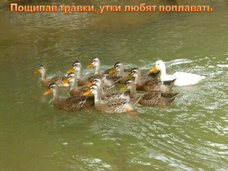 НА ЛУГУ, НА ЛУГУ, НА ЛУГУ ПАСУТСЯ КО…..