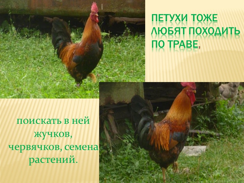 На лугу, на лугу, на лугу пасутся ко… НА ЛУГУ, НА ЛУГУ, НА ЛУГУ