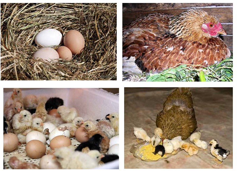 Творча група:  Херсонський я/с №5 Література:http://megaznaika.com.ua/virshi-ptahi.html