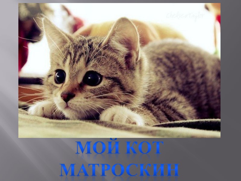 Мой кот матроскин