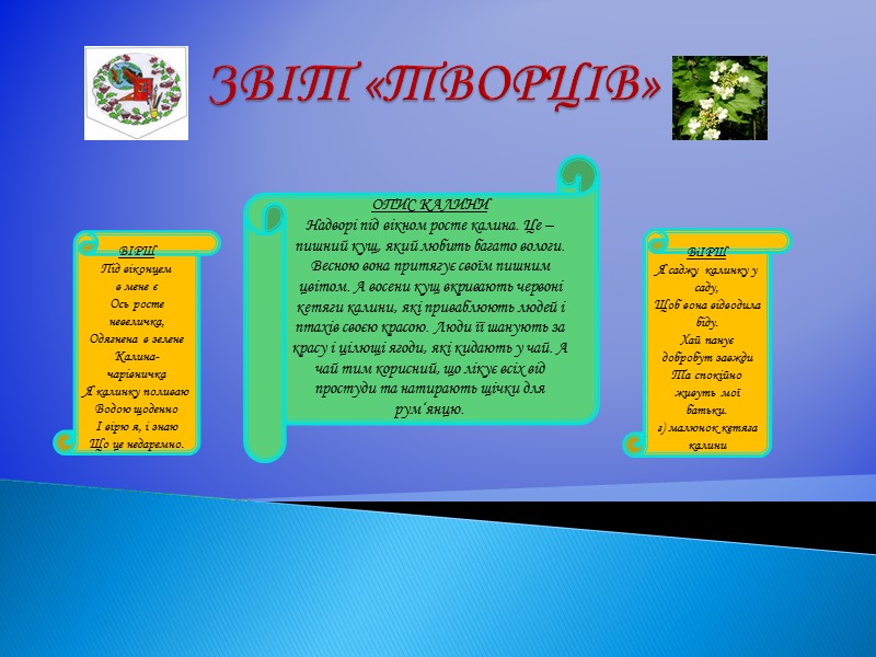 • Калина досягає заввишки 2-4 метри з сірою корою. Це – кущ, плоди якого