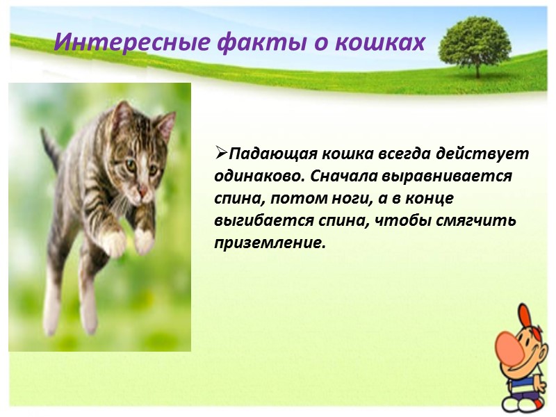 Русские голубые кошки  Благодаря своей независимости, они легко приспосабливаются к условиям жизни. И