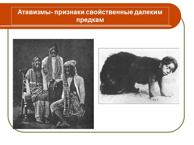 Эмбриологическое доказательство эволюции Ф. Мюллер и Э. Геккель сформулировали биогенетический закон:   