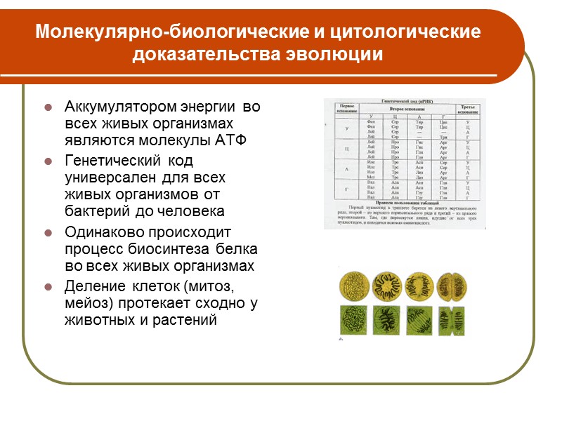 Гомологичные органы-образования, сходные друг с другом по общему плану строения, положению в теле и