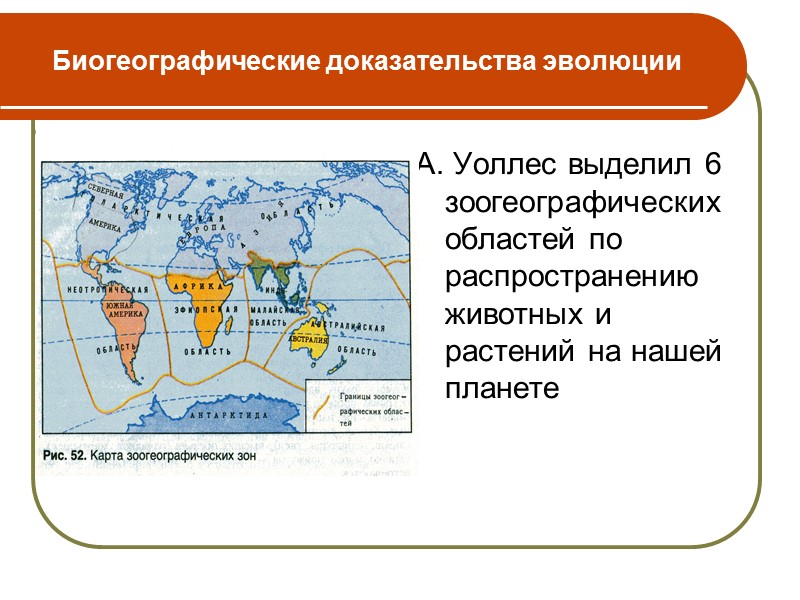 Сравнительно-анатомические (морфологические) доказательства эволюции