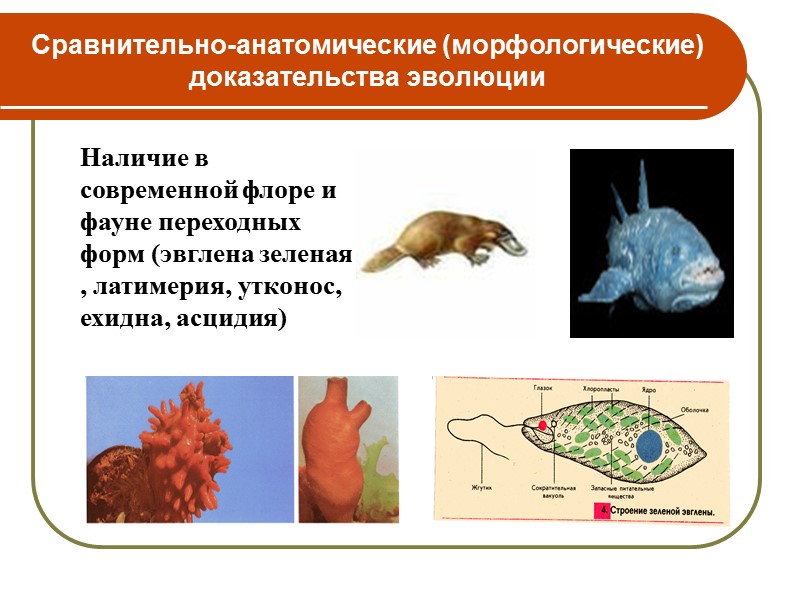 Палеонтологические Эмбриологические Сравнительно- анатомические (Морфологические)  Биогеографические Группы доказательств эволюционного процесса Молекулярно-биологические  и