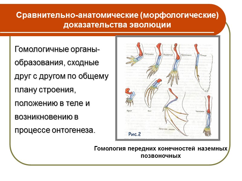 Что изучают науки? Палеонтология Палеонтология изучает ископаемые остатки древних организмов, сохранившихся в земной коре,