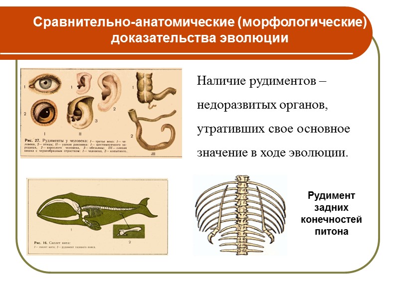 Задания группам 1. Найти факты, доказывающие существование эволюционного процесса на нашей планете  