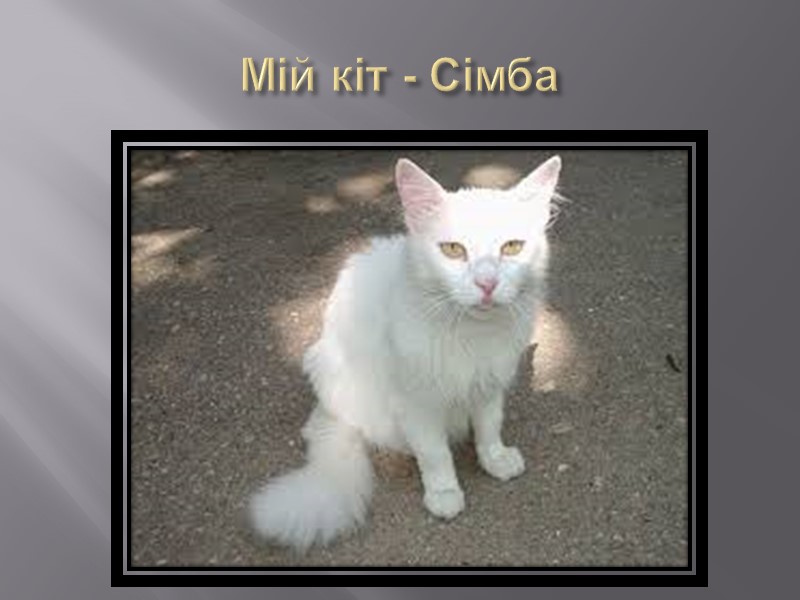Мій кіт - Сімба
