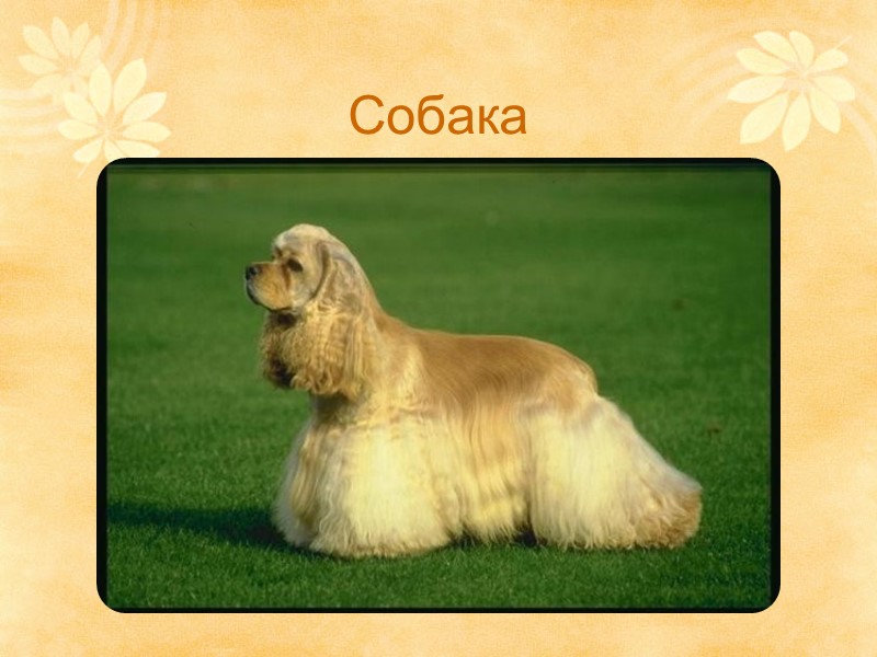 Собака
