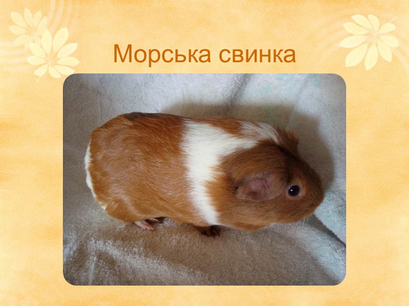 Морська свинка