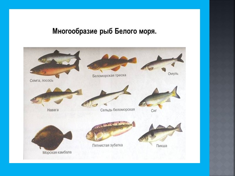 3. Тесты  по теме « Рыба». 1. Первичная обработка рыбы- это: 1) размораживание