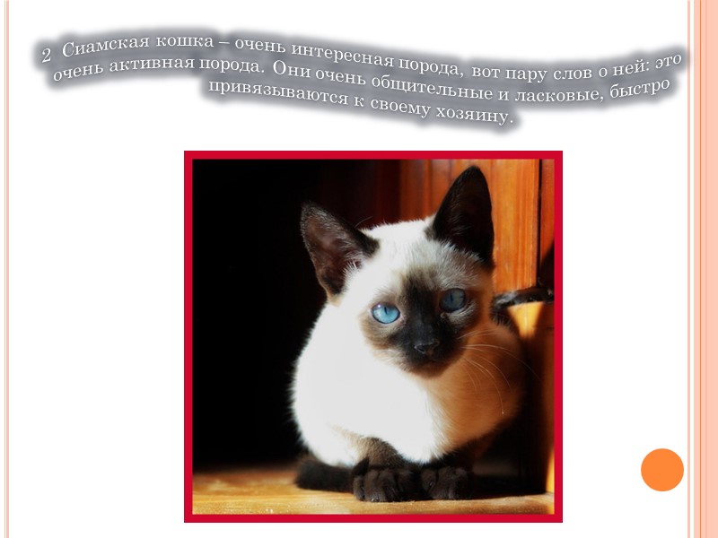 Топ 3 самых милых и красивых пород 1  Абиссинская кошка – одна из