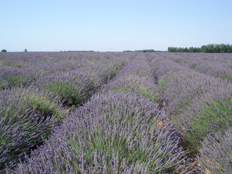 Предмет доказывания Материально-правовые факты Процессуальные факты Иные обстоятельства, имеющие значение для дела (частное определение