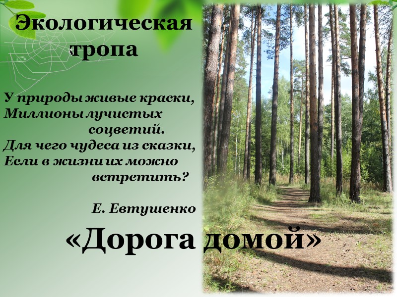 Темы  научно-исследовательских работ Агарикоидные базидиомицеты в сосняке кисличном Агарикоидные базидиомицеты в смешанном мелколиственно-хвойном