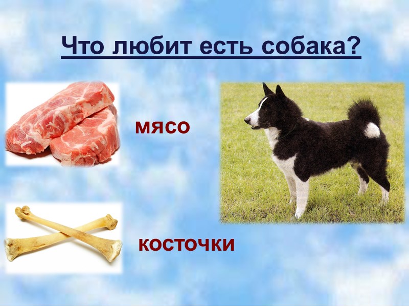 Dog pptx был выложен. Чем питается собака для детей. Чем питается собака картинки для детей. Что ест собака картинки для детей. Картинки для детей что любит ест собака.