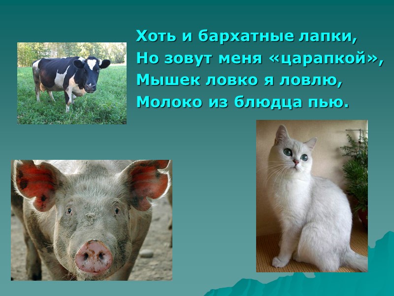 КОРОВА Тело у коровы широкое, с округлыми раздутыми боками, ноги  короткие, длинный сильный