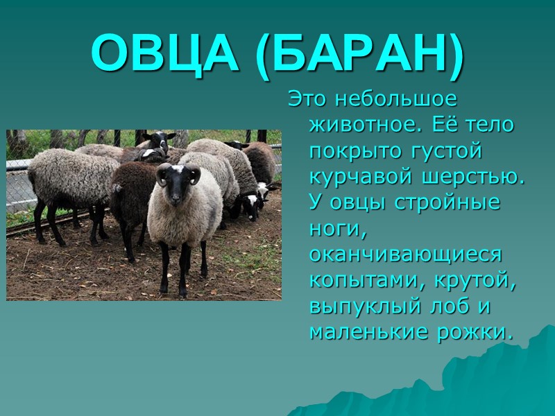 Презентация домашние животные 4 класс мир природы и человека