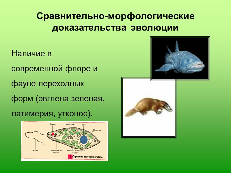 Биогеографические доказательства эволюции Современные континенты возникли из единого массива суши - Пангеи, существовавшей в