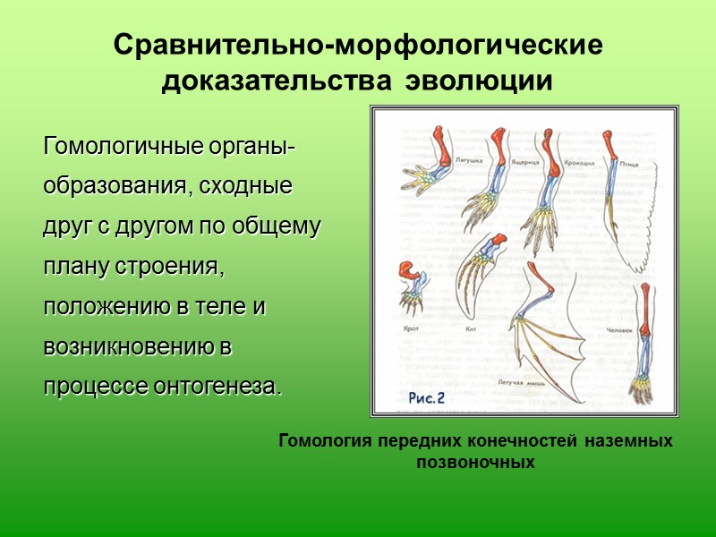 Биогеографические доказательства эволюции Почему только в Австралии существуют сумчатые животные?