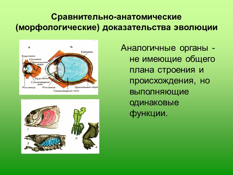 Сравнительно анатомические доказательства эволюции презентация 11 класс