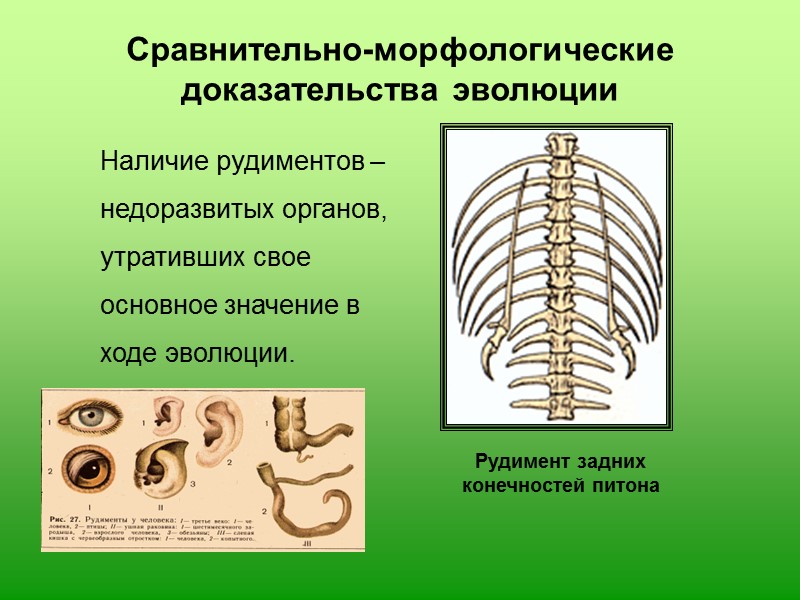 Особенность фауны и флоры островов свидетельствуют в пользу эволюции     