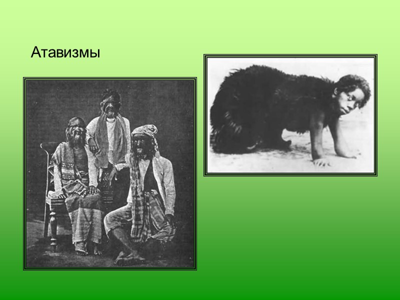 Эмбриологическое доказательство эволюции Ф. Мюллер и Э. Геккель сформулировали биогенетический закон:   