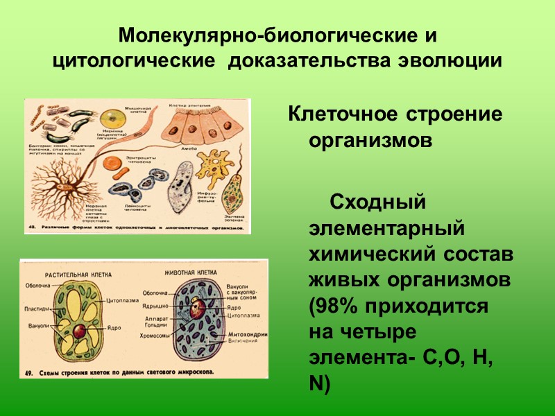 Презентация доказательство эволюции животного мира 7 класс биология