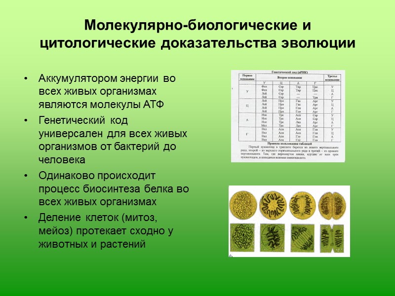 Доказательства эволюции 11. Молекулярно-биологические и цитологические доказательства эволюции. Цитологическое доказательство эволюции органического мира. Молекулярные доказательства эволюции таблица. Доказательства эволюции 11икласс биология.