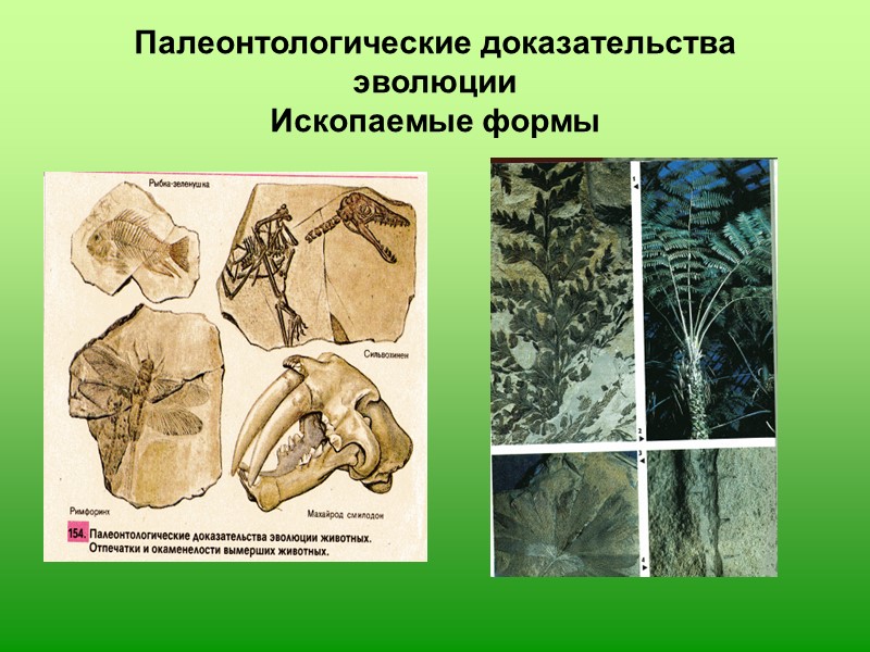 Эволюционные приобретения покрытосеменных схема