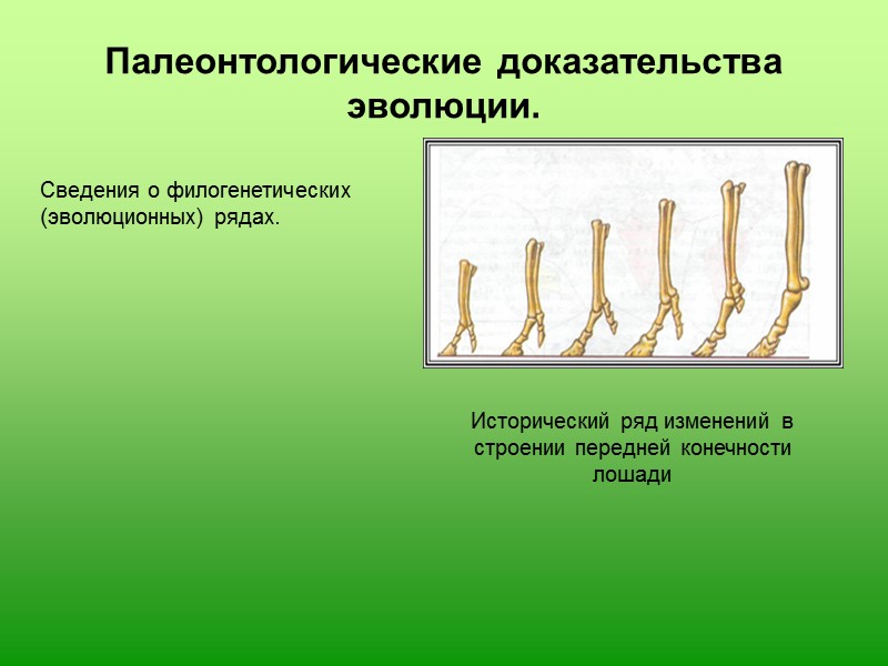 Доказательства эволюции картинки