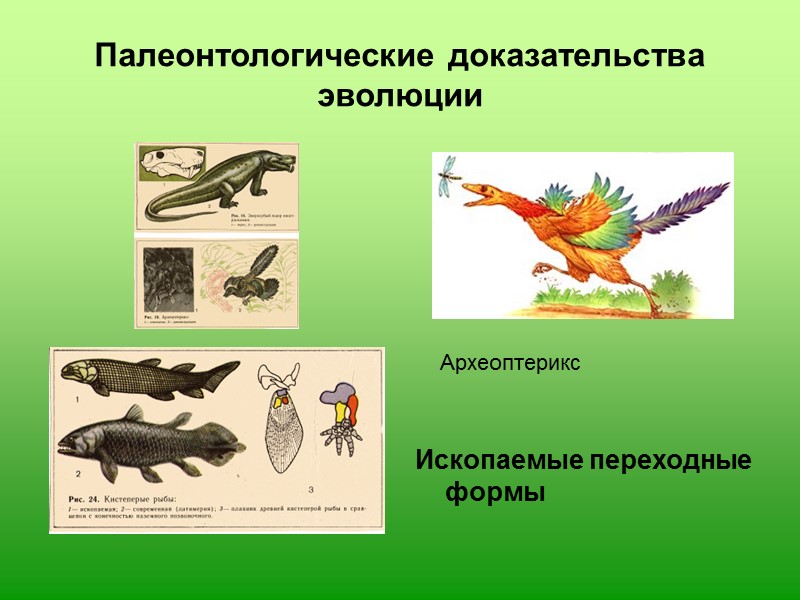 Палеонтологические доказательства эволюции картинки