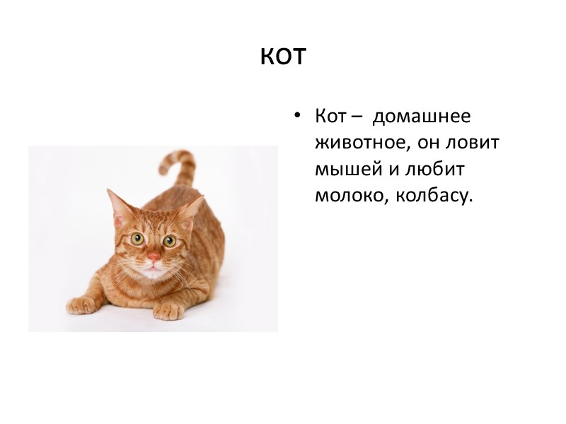 Класс котиков