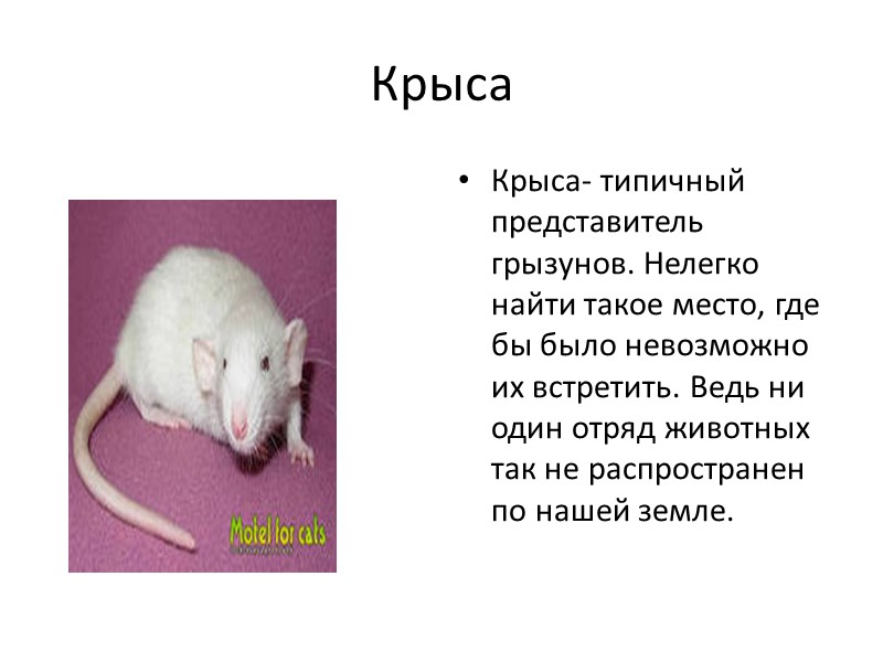 Крыса Крыса- типичный представитель грызунов. Нелегко найти такое место, где бы было невозможно их