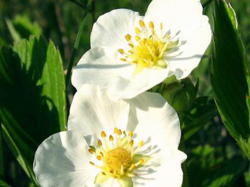 “Любовью вечною  Я возлюбил тебя…” Иер. 31.3 «Ибо никто не может положить другого