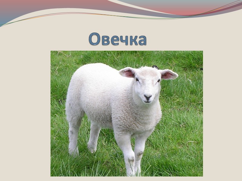 Барашков 5 класс. Карточки животных овца. Домашние животные корова коза. Домашние животные свинья, овца. Домашние животные коза овца.