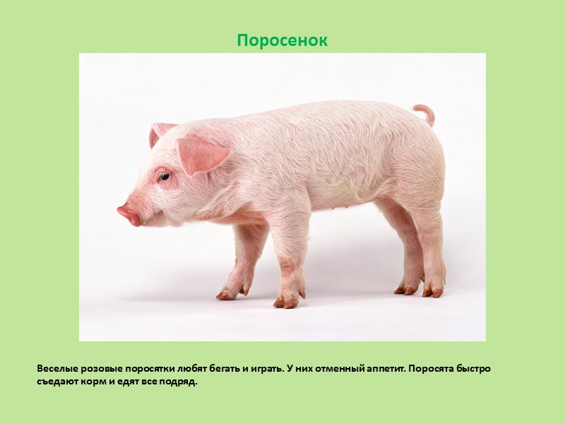 Дома́шние живо́тные — животные, которые были одомашнены человеком и которых он содержит, предоставляя им