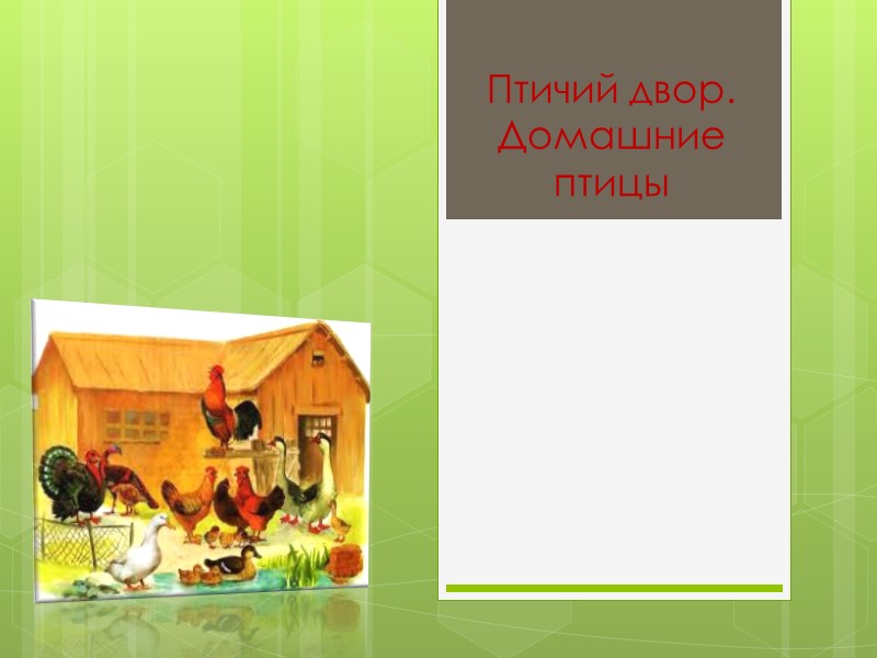 Птичий двор. Домашние птицы