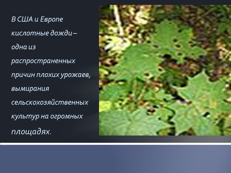 Что такое кислотные дожди? Причины кислотных дождей Последствия кислотных дождей Как с ними бороться?