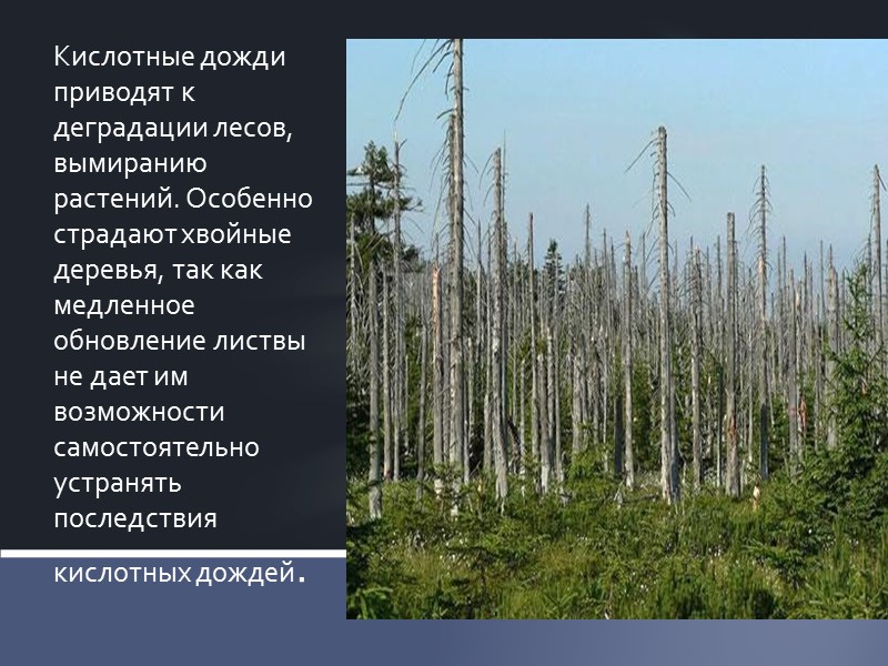 В случае с кислотными дождями критически необходимо бороться не с последствиями, а с причинами