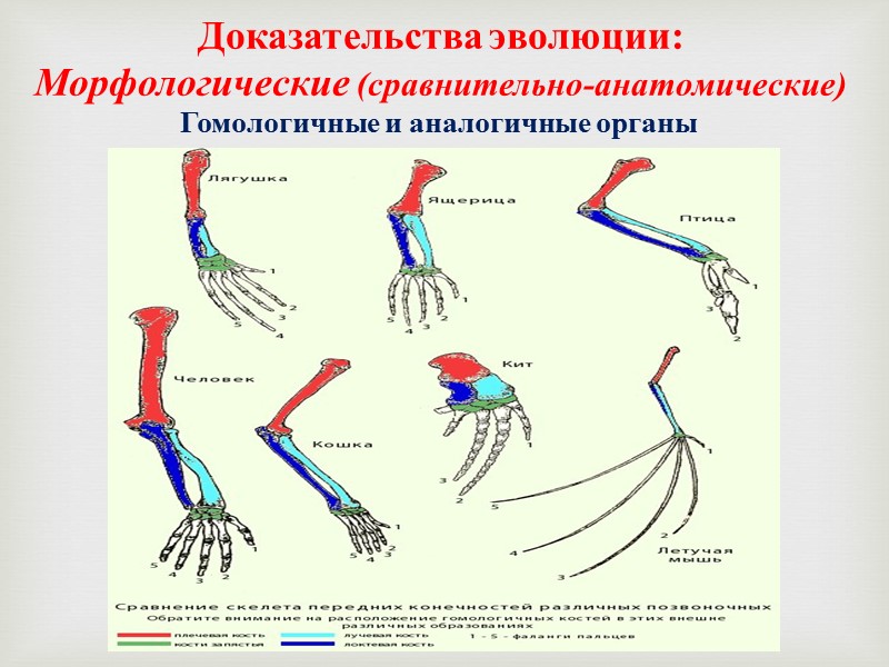 В итоге:  Живые системы приспосабливаются к условиям окружающей среды  На планете Земля