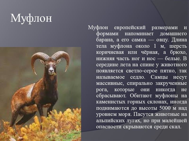 Кедр Представители рода однодомные, вечнозелёные деревья высотой до 40—50 м, с раскидистой кроной. 