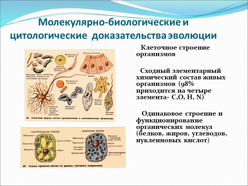 Эволюция клеток растений