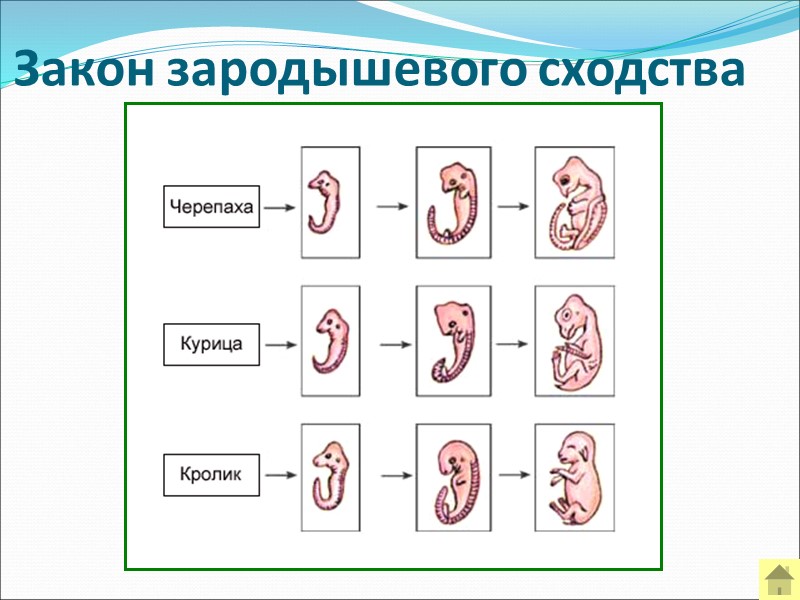 Сравните основные стадии зародышевого развития позвоночных используя рисунок 221