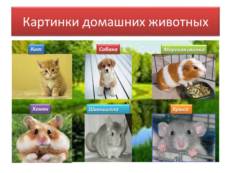 Картинки домашних животных Кот Собака Морская свинка Хомяк   Шыншилла Крыса