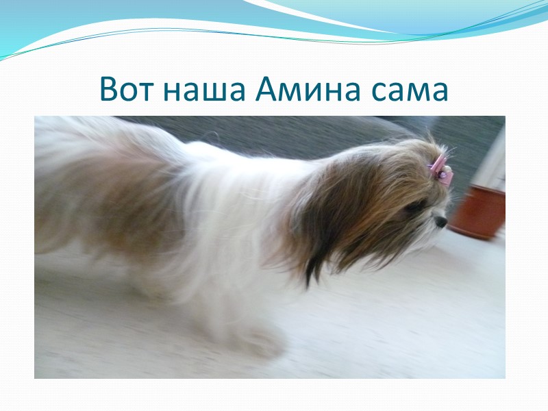 Живет у нас собачка Амина. Мы ее купили когда мне было семь лет. Как