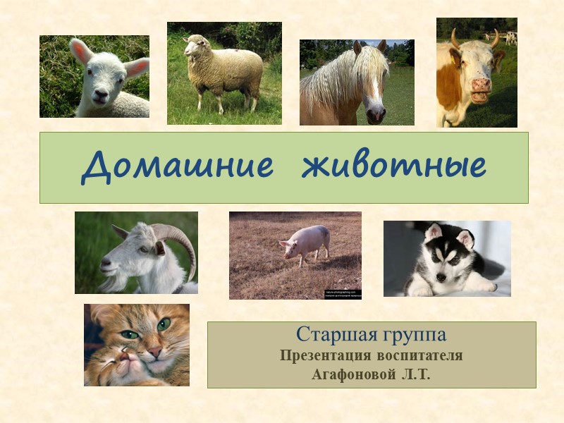 Домашние  животные Старшая группа Презентация воспитателя  Агафоновой Л.Т.
